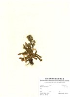藏品(森氏山柳菊)的圖片
